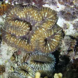 Lobed Cactus Coral, photo 2