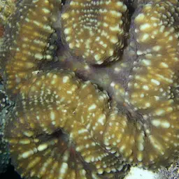 Lobed Cactus Coral, photo 3