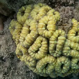 Lobed Cactus Coral, photo 4