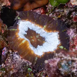 Lobed Cactus Coral, photo 5