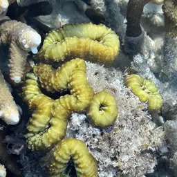 Lobed Cactus Coral, photo 6