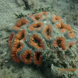 Lobed Cactus Coral, photo 7