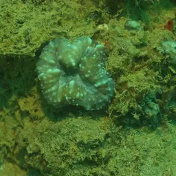 Lobed Cactus Coral, photo 8