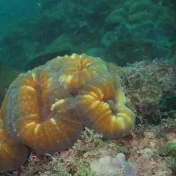 Lobed Cactus Coral, photo 9