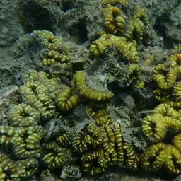 Lobed Cactus Coral, photo 10