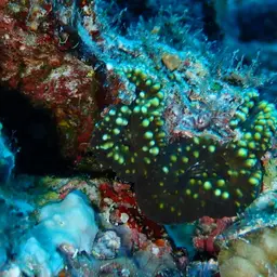 Lobed Cactus Coral, photo 11