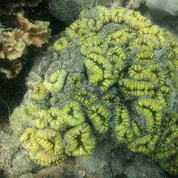Lobed Cactus Coral, photo 12