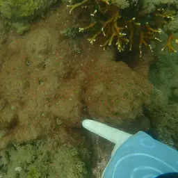 Starry Cup Coral, photo 2