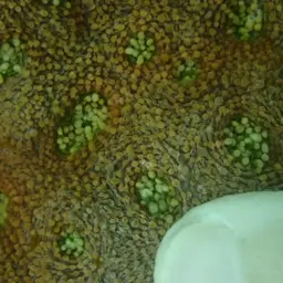Starry Cup Coral, photo 4