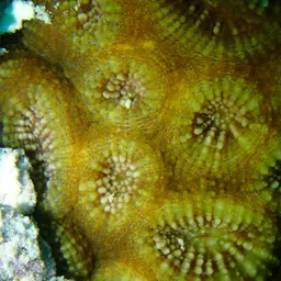 Starry Cup Coral, photo 5