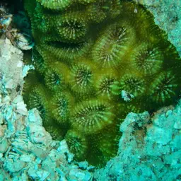 Starry Cup Coral, photo 6