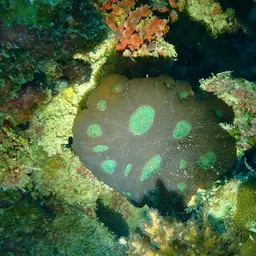 Starry Cup Coral
