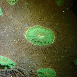 Starry Cup Coral, photo 7