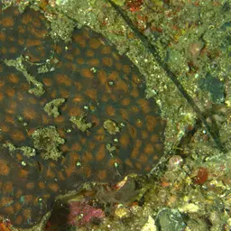 Starry Cup Coral, photo 8