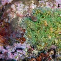 Starry Cup Coral, photo 9