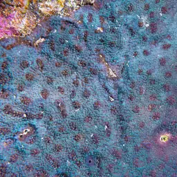 Starry Cup Coral, photo 10