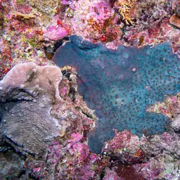 Starry Cup Coral, photo 11