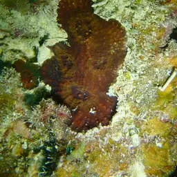 Starry Cup Coral, photo 12