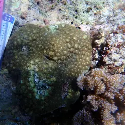 Starry Cup Coral, photo 1