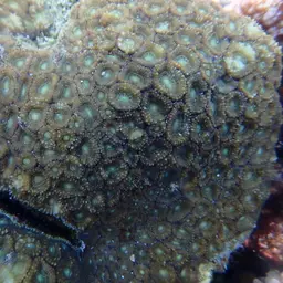 Starry Cup Coral, photo 2