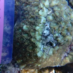 Starry Cup Coral, photo 3