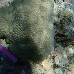 Starry Cup Coral, photo 4