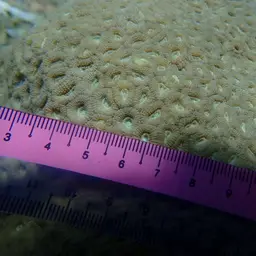 Starry Cup Coral, photo 5