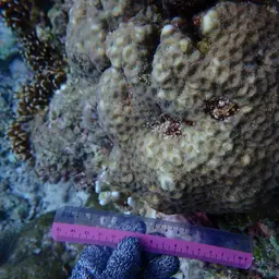 Starry Cup Coral, photo 6