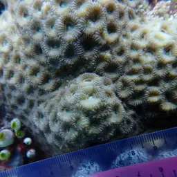 Starry Cup Coral, photo 7