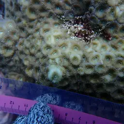 Starry Cup Coral, photo 8