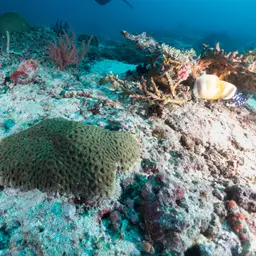Starry Cup Coral, photo 9