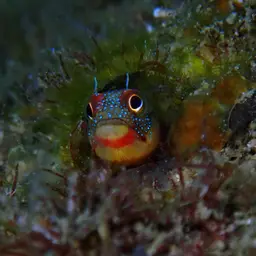 Mexican Barnacle Blenny, photo 1