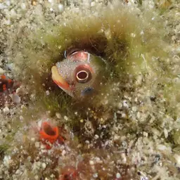 Mexican Barnacle Blenny, photo 2