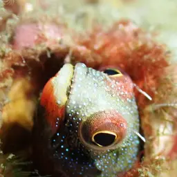 Mexican Barnacle Blenny, photo 3