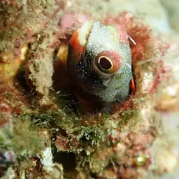 Mexican Barnacle Blenny, photo 4
