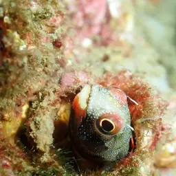 Mexican Barnacle Blenny, photo 5