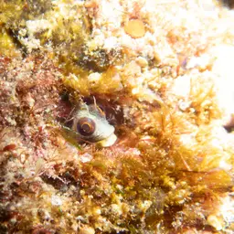 Mexican Barnacle Blenny, photo 6