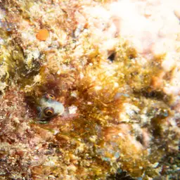 Mexican Barnacle Blenny, photo 7