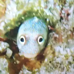 Mexican Barnacle Blenny, photo 8