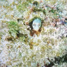 Mexican Barnacle Blenny, photo 9