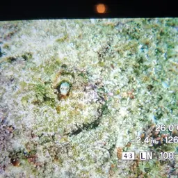 Mexican Barnacle Blenny, photo 10