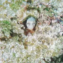 Mexican Barnacle Blenny, photo 11