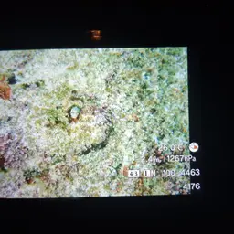 Mexican Barnacle Blenny, photo 12