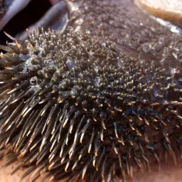 Lyre-tail Pleco, photo 3