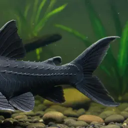Lyre-tail Pleco, photo 1