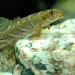 Mottled Loach