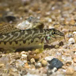 Mottled Loach, photo 2