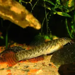 Mottled Loach, photo 3