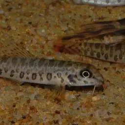 Mottled Loach, photo 4