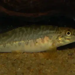 Mottled Loach, photo 5